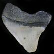 Bargain Megalodon Tooth - North Carolina #28498-1